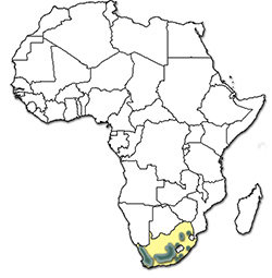 Distribution of Ixodes rubicundus